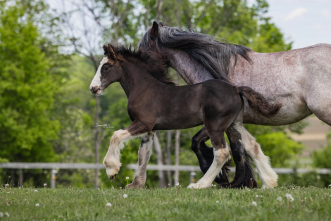 HorseID: 2302343 KDPH Catherine The Great - PhotoID: 1084527