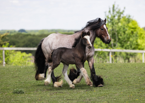 HorseID: 2302343 KDPH Catherine The Great - PhotoID: 1084528