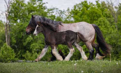 HorseID: 2302343 KDPH Catherine The Great - PhotoID: 1084529