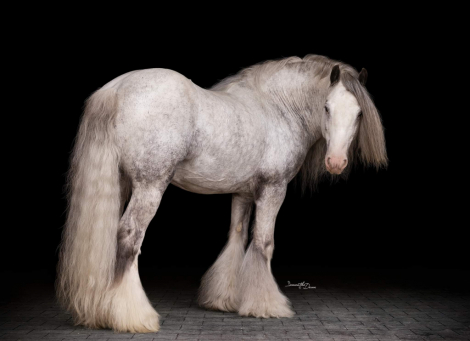 HorseID: 2302343 KDPH Catherine The Great - PhotoID: 1084530