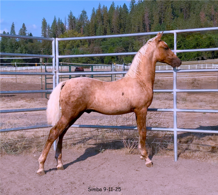 HorseID: 2302346 ATMF Shangri-La - PhotoID: 1084531