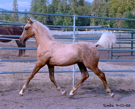 HorseID: 2302346 ATMF Shangri-La - PhotoID: 1084532