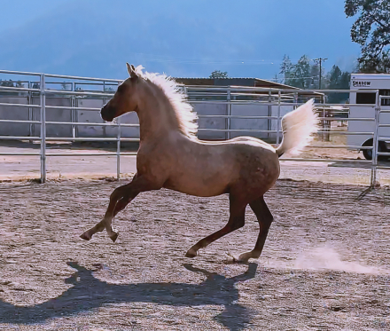 HorseID: 2302346 ATMF Shangri-La - PhotoID: 1084533