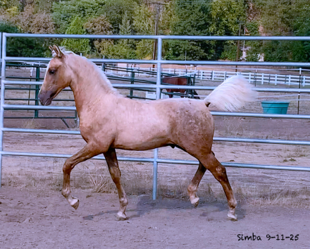 HorseID: 2302346 ATMF Shangri-La - PhotoID: 1084534
