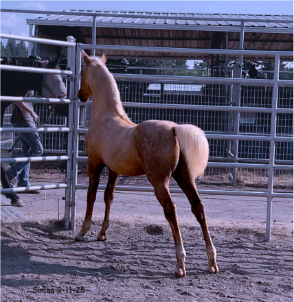 HorseID: 2302346 ATMF Shangri-La - PhotoID: 1084535