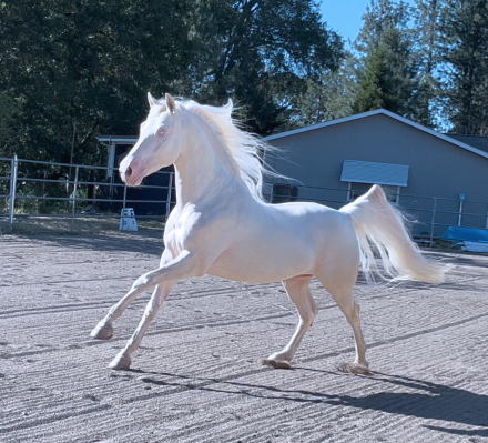 HorseID: 2302346 ATMF Shangri-La - PhotoID: 1084536