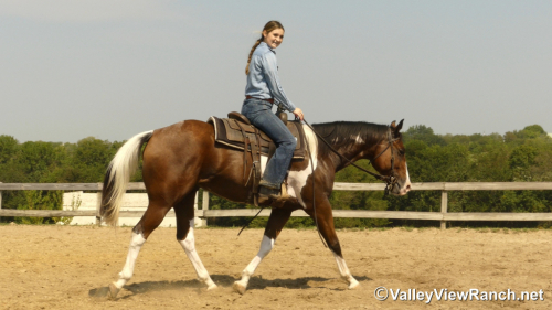 HorseID: 2302349 A Lazy Luver - PhotoID: 1084545