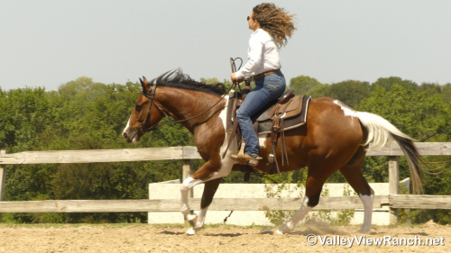 HorseID: 2302349 A Lazy Luver - PhotoID: 1084546