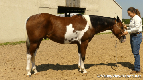 HorseID: 2302349 A Lazy Luver - PhotoID: 1084547