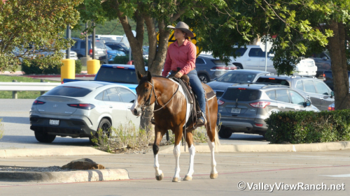 HorseID: 2302349 A Lazy Luver - PhotoID: 1084548