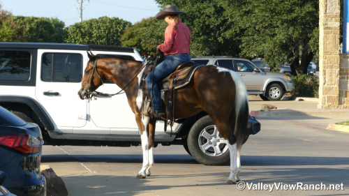 HorseID: 2302349 A Lazy Luver - PhotoID: 1084550