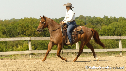 HorseID: 2302351 Deets - PhotoID: 1084552