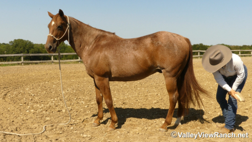 HorseID: 2302351 Deets - PhotoID: 1084554