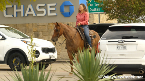 HorseID: 2302351 Deets - PhotoID: 1084555