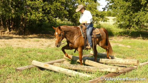 HorseID: 2302351 Deets - PhotoID: 1084556