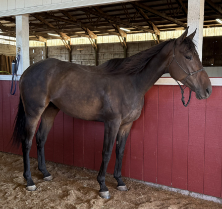 HorseID: 2302358 Gotham’s Finale - PhotoID: 1085206