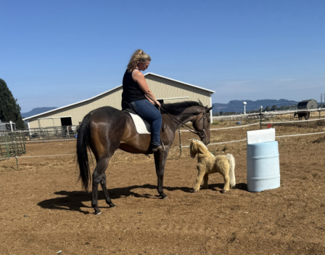 HorseID: 2302358 Gotham’s Finale - PhotoID: 1085207