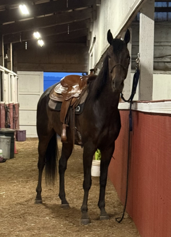 HorseID: 2302358 Gotham’s Finale - PhotoID: 1085208