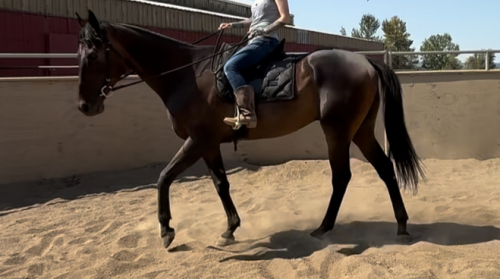 HorseID: 2302358 Gotham’s Finale - PhotoID: 1085209