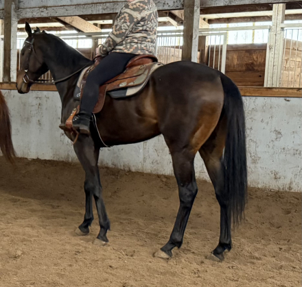 HorseID: 2302358 Gotham’s Finale - PhotoID: 1085690