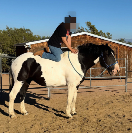 HorseID: 2302360 Elvira - PhotoID: 1084563