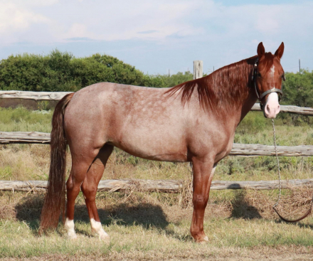 HorseID: 2302361 Cash's Red Storm - PhotoID: 1084564