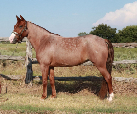 HorseID: 2302361 Cash's Red Storm - PhotoID: 1084565