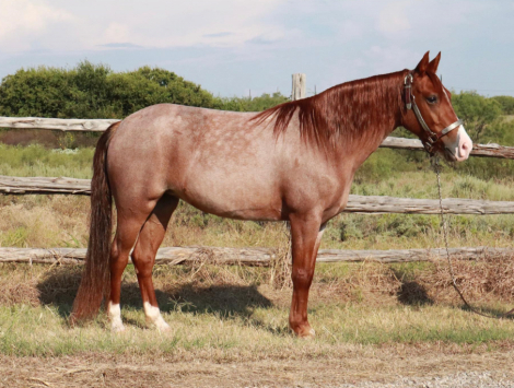 HorseID: 2302361 Cash's Red Storm - PhotoID: 1084566