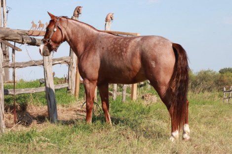 HorseID: 2302361 Cash's Red Storm - PhotoID: 1084567