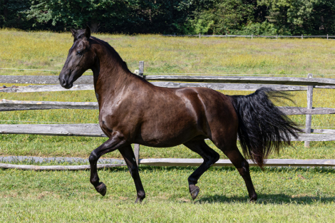 HorseID: 2302364 Twilight ISF - PhotoID: 1084615