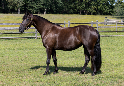 HorseID: 2302364 Twilight ISF - PhotoID: 1084616