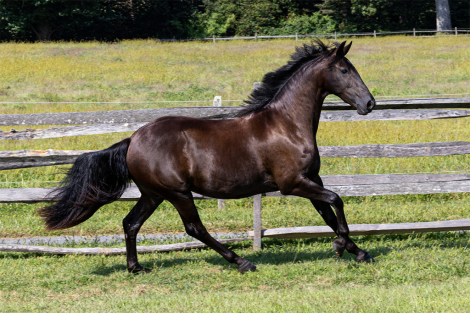 HorseID: 2302364 Twilight ISF - PhotoID: 1084617