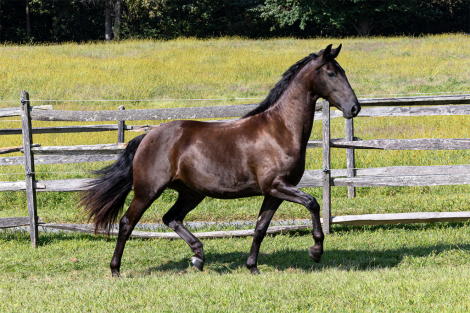 HorseID: 2302364 Twilight ISF - PhotoID: 1084618