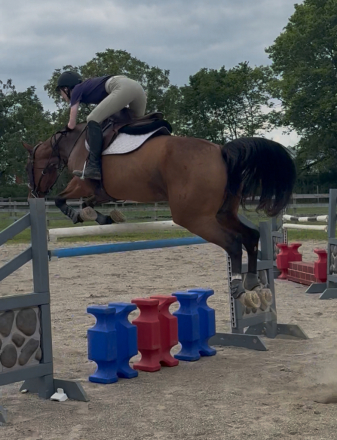 HorseID: 2302365 Paradijs - PhotoID: 1084569