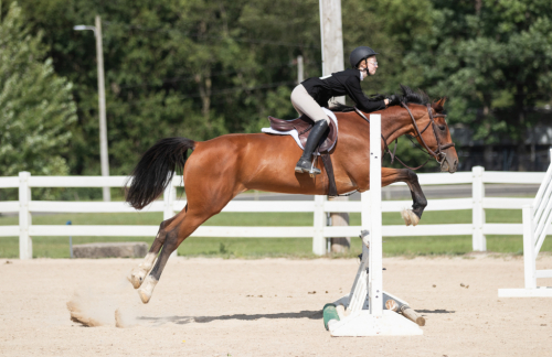 HorseID: 2302365 Paradijs - PhotoID: 1084570