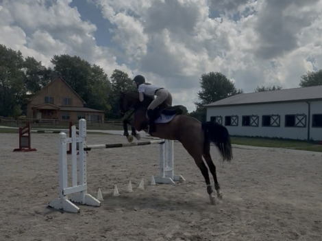 HorseID: 2302365 Paradijs - PhotoID: 1084571