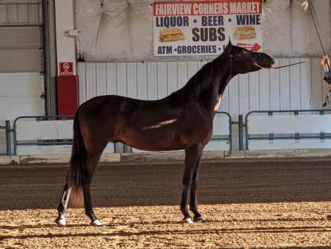 HorseID: 2302369 I Am Kheldar VSM - PhotoID: 1084573