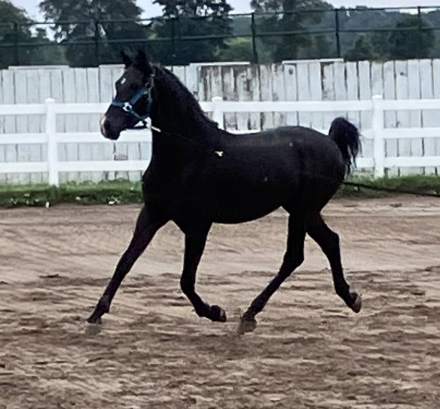 HorseID: 2302369 I Am Kheldar VSM - PhotoID: 1084574