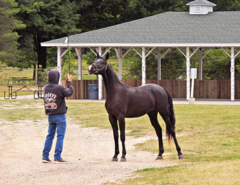 HorseID: 2302369 I Am Kheldar VSM - PhotoID: 1084575