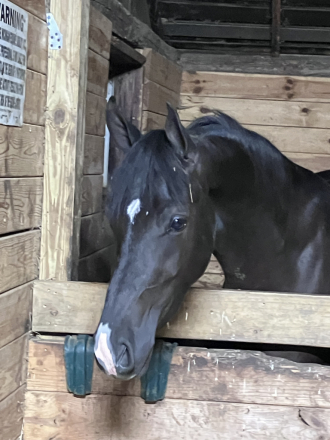 HorseID: 2302369 I Am Kheldar VSM - PhotoID: 1084576