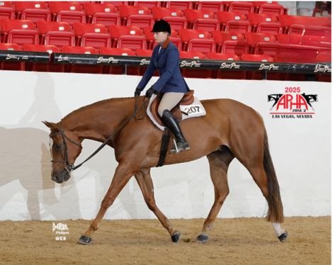 HorseID: 2302372 Supersized Sensation - PhotoID: 1084583