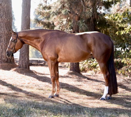 HorseID: 2302372 Supersized Sensation - PhotoID: 1084584