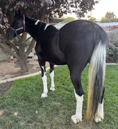 HorseID: 2302375 Willow In The Wind - PhotoID: 1084588