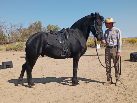 HorseID: 2302376 Beowulf TMR - PhotoID: 1084589