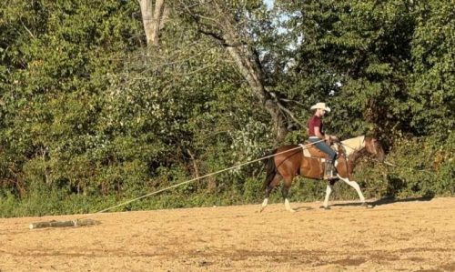 HorseID: 2302383 Bring The Noise - PhotoID: 1084698