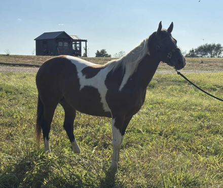 HorseID: 2302383 Bring The Noise - PhotoID: 1084700