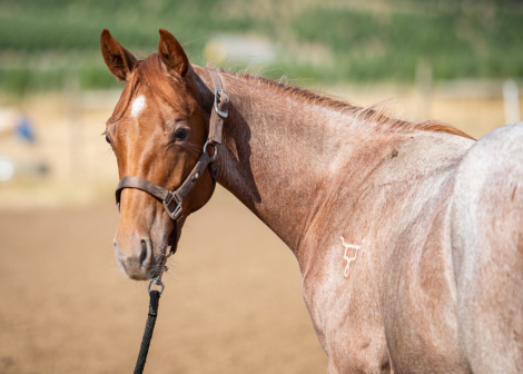 HorseID: 2302397 Two Bar D Cat - PhotoID: 1084590