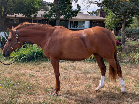 HorseID: 2302399 Brisa - PhotoID: 1084596