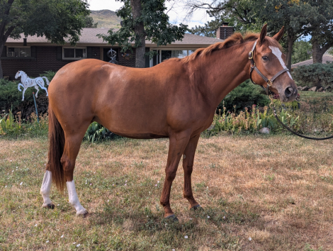 HorseID: 2302399 Brisa - PhotoID: 1084597