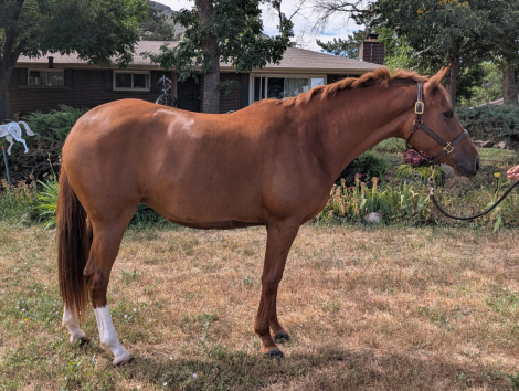 HorseID: 2302399 Brisa - PhotoID: 1084598